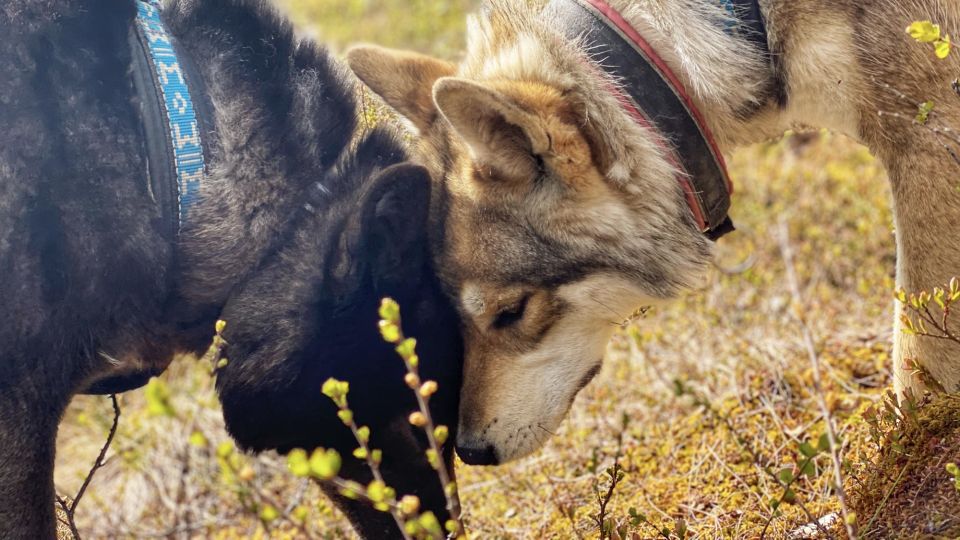 Meet Taivas & the Arctic Wolves - Encounter Highlights