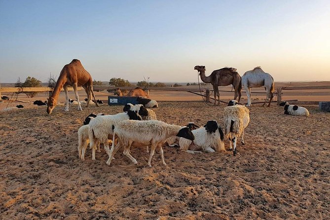 Merzouga Desert Morocco - Booking Information and Pricing