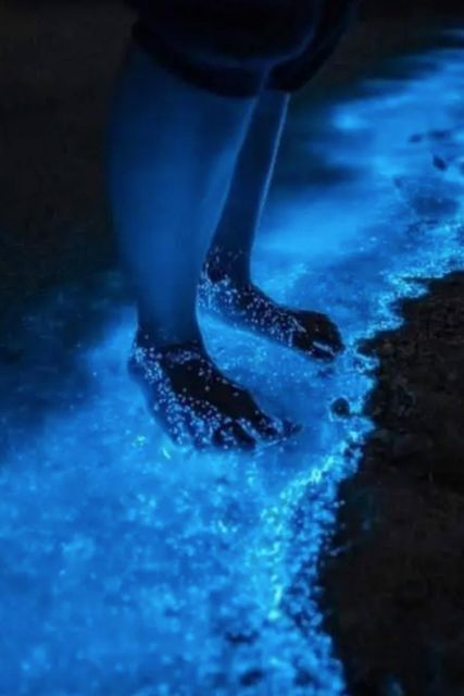 Midnight Holbox: Bioluminescence Kayaking Experience - Activity Description