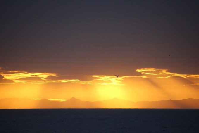 Midnight Sun Whale Watching From Reykjavik - Where Does the Tour Depart From?