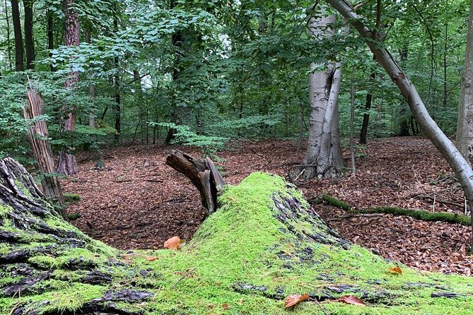 Mindful Forest Bathing With a Picnic Accompanied by an Akita - Additional Information