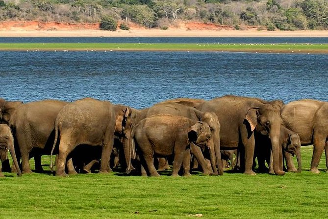 Minneriya Elephant Safari Wth Sigiriya & Dambulla Cave Temples Full Day Tour - Pricing and Payment Details