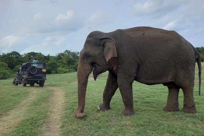 Minneriya National Park Elephant Jeep Safari - Private - Traveler Reviews and Ratings