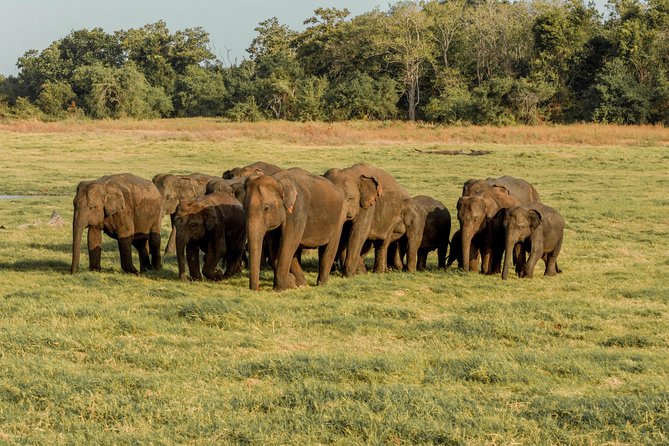 Minneriya National Park Private Safari - Booking Process