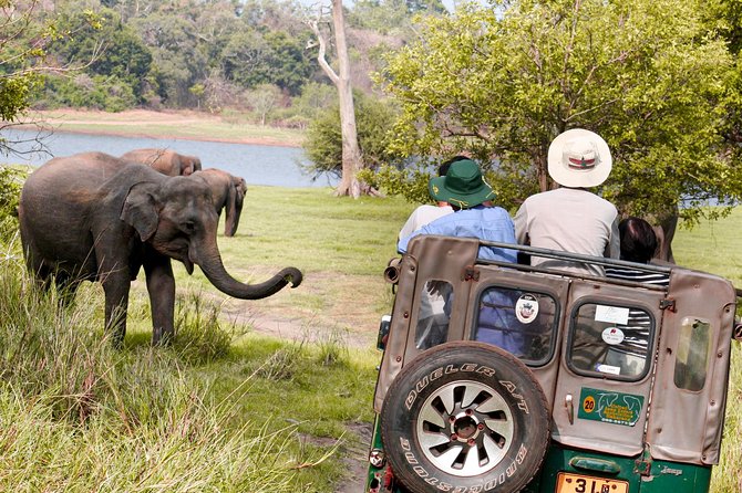 Minneriya National Park Private Safari - Booking and Pricing Details