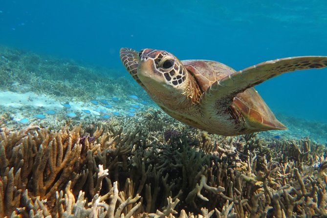 [Miyakojima Snorkel] Private Tour From 2 People Go to Meet Cute Sea Turtle - Pricing and Legal Information