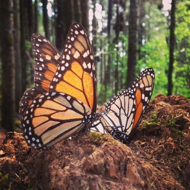 Monarch Butterfly Mexico Reserve Sanctuary & Valle De Bravo - Season and Location Information