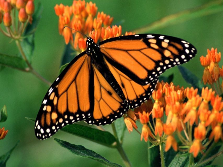Monarch Butterfly Sanctuary Tour - Inclusions
