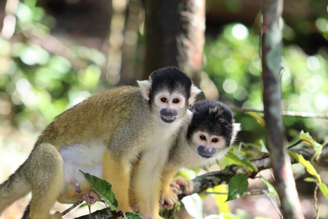 Monkeyland Guided Tour in Plettenberg Bay - Cancellation and Refund Policy