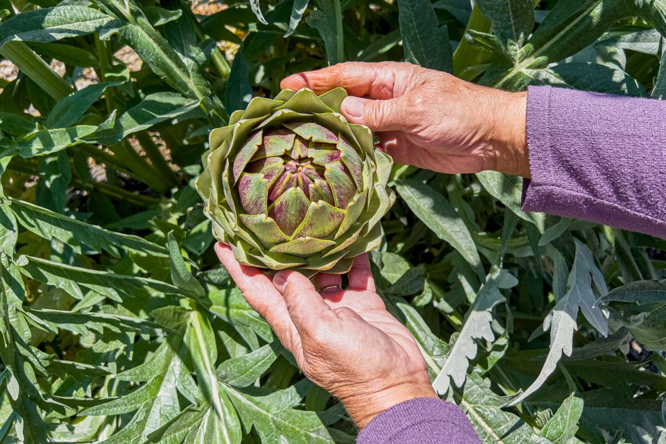 Monterey County Salinas Valley Farm Tour