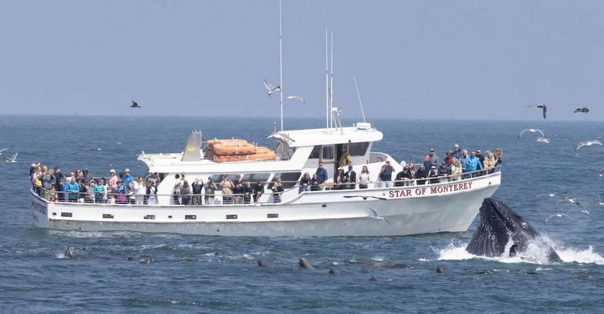 Monterey: Monterey Bay Dolphin and Whale Watching Boat Tour - Review Summary and Customer Feedback