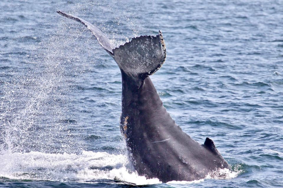 Monterey: Whale Watching Cruise - Booking Information