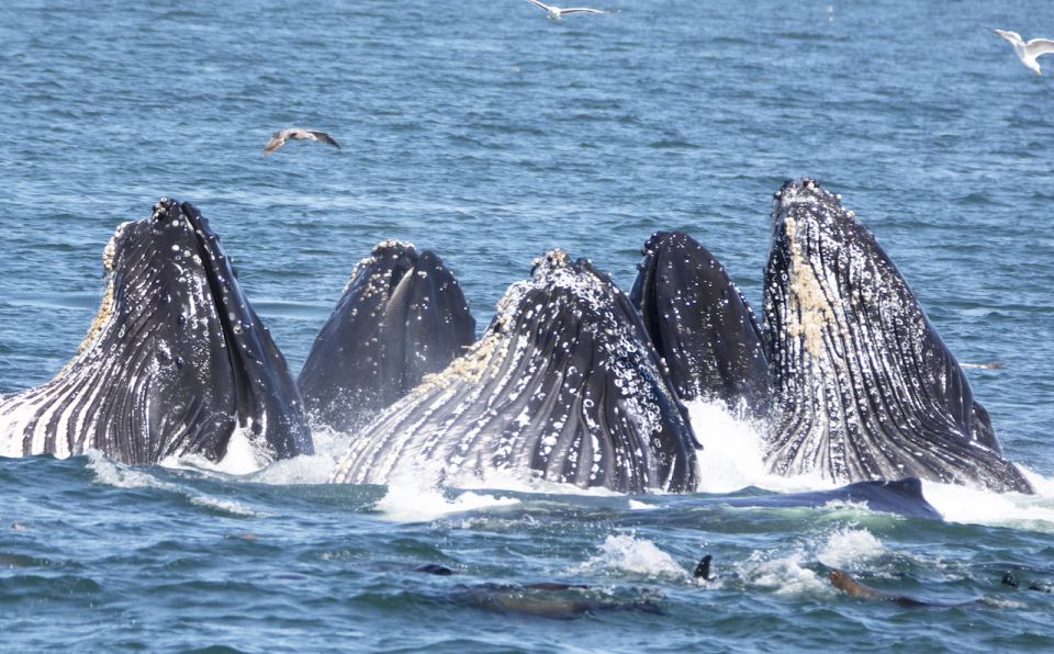 Monterey: Whale Watching Tour With a Marine Guide - Tour Features