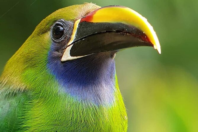 Monteverde Cloud Forest Biological Reserve Birdwatching Tour - Small-Group Tour Details