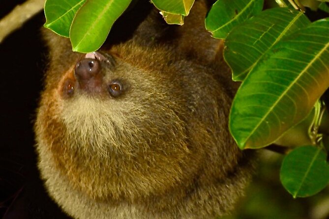 Monteverde Cloud Forest Small-Group Night Tour  - Puntarenas - Cancellation Policy