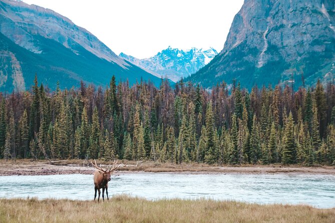 Moraine Lake, Lake Louise & Banff Small Group Adventure Tour - Guide Experience and Scenery Knowledge