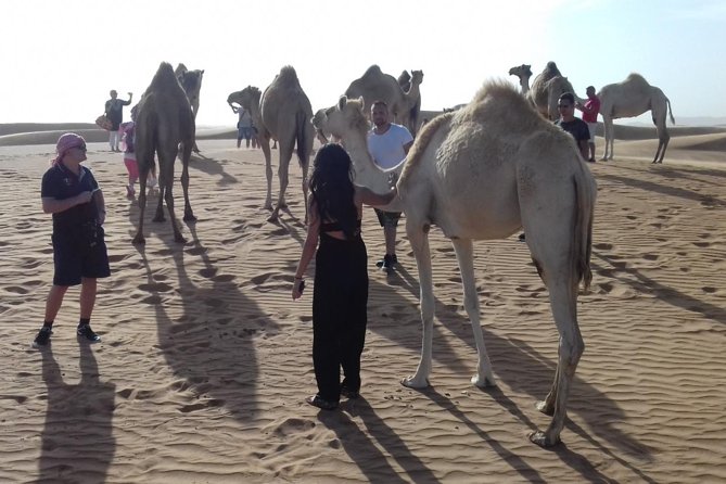 Morning Safari by 4x4 From Dubai With Sand Boarding - Booking and Communication Details