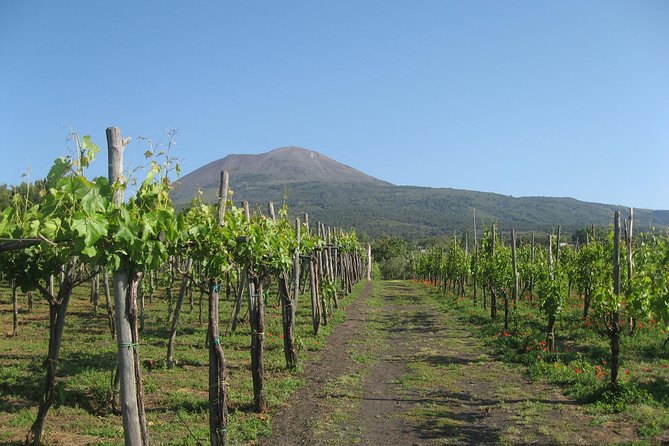 Mount Vesuvius Tour Plus Winery Lunch  - Sorrento - Cancellation Policy