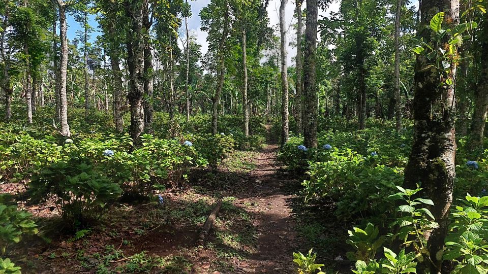 Munduk: Waterfall,Coffee Plantations & Hydrangea Trail - Experience Highlights