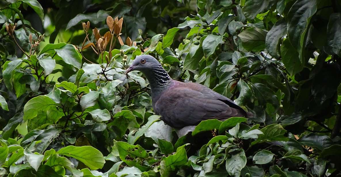 Munnar Birding and Bird Photography Trip - Itinerary Overview