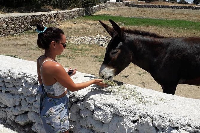 Mykonos Highlights Day Tour With Greek Lunch at Mykonian Split - Meeting and Pickup Details