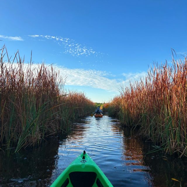 Naples, FL: Manatees, Grasslands and Mangroves Kayak Tour - Morning and Afternoon Wildlife Trips