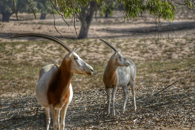 National Park Visit Souss Massa (Endangered Animals) - Customer Reviews and Ratings