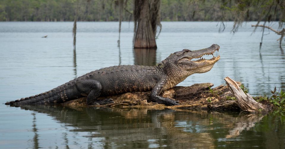 New Orleans: 16 Passenger Airboat Swamp Tour - Live Tour Guide and Safety Measures