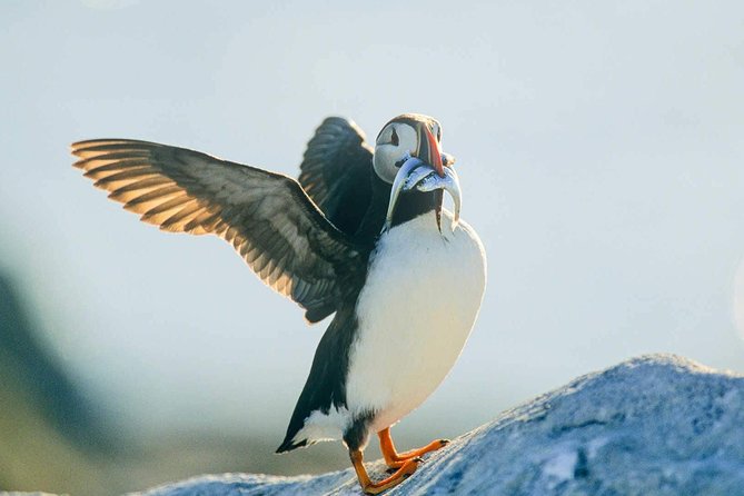 Newfoundland Puffin and Whale Watch Cruise - Highlights and Experience