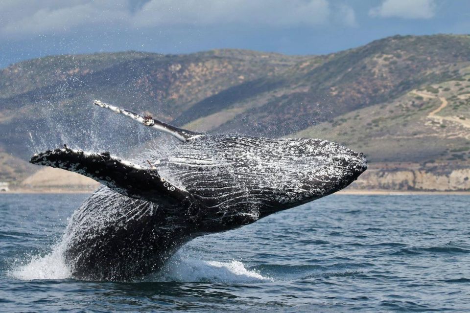 Newport Beach: Luxury Whale Watching Catamaran Cruise - Participant Details and Logistics