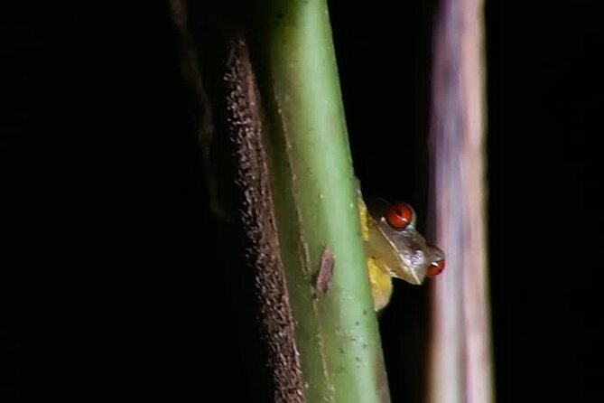 Night Walking Tour in Monteverde Wildlife Refuge - Visitor Reviews