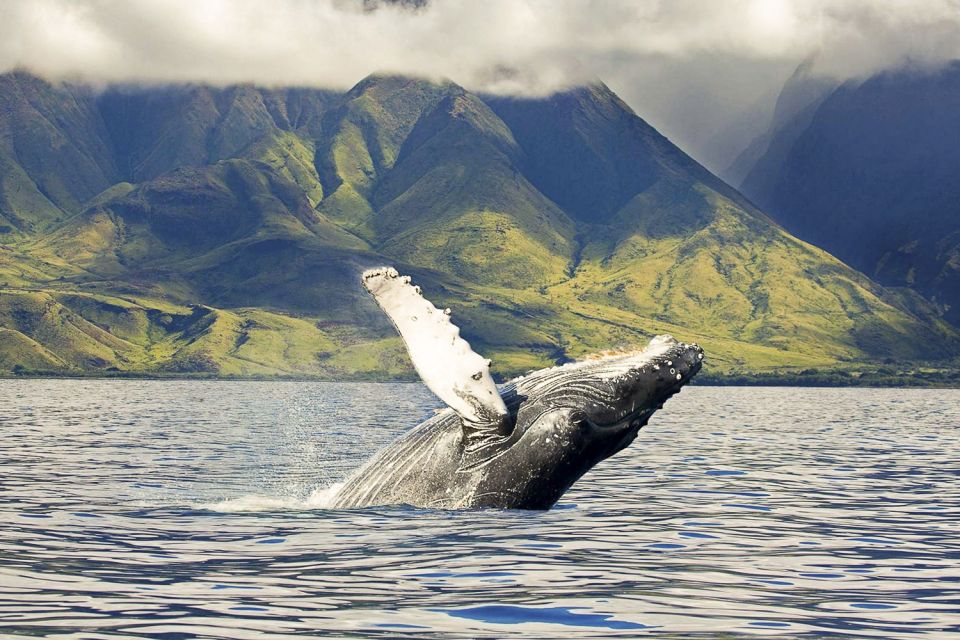 Oahu: Eco-Friendly West Coast Whale Watching Cruise - Spacious Catamaran With Great Viewing