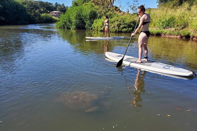 Oahu North Shore Small-Group Stand-Up Paddleboard Turtle Tour - Expectations and Guidelines