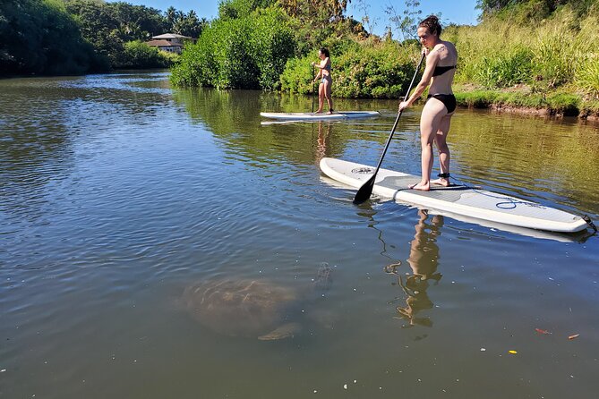 Oahu North Shore Small-Group Stand-Up Paddleboard Turtle Tour