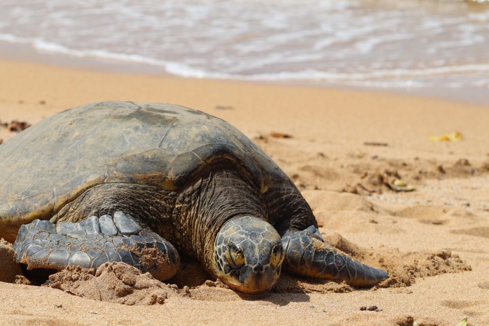 Oahu: Oahu Ultimate Grand Circle Island Tour - Booking Information