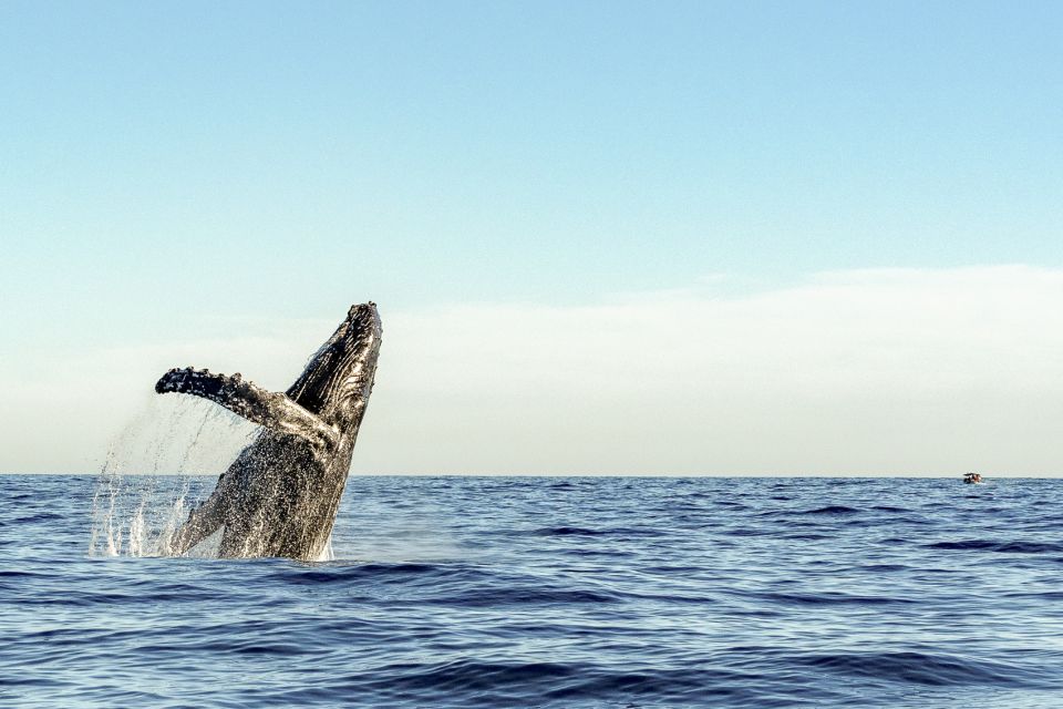Oahu: Waikiki Eco-Friendly Morning Whale Watching Cruise - How to Book