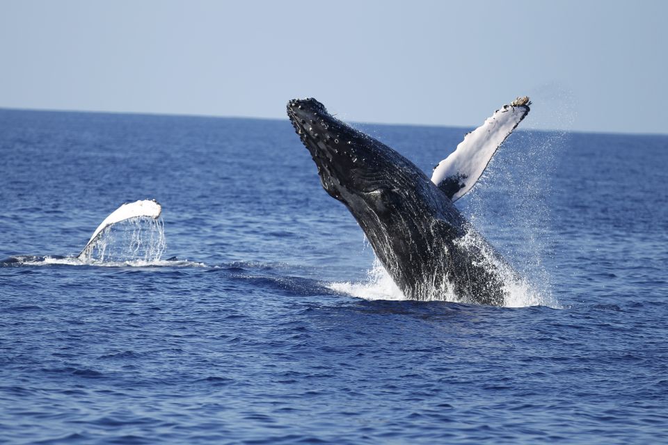 Oahu: Waikiki Whale Watching Tour-Donut and Coffee Included - Full Description of the Activity