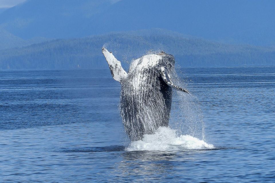 Oahu: Whale Watching Afternoon Sailing Cruise - Whale Watching Highlights