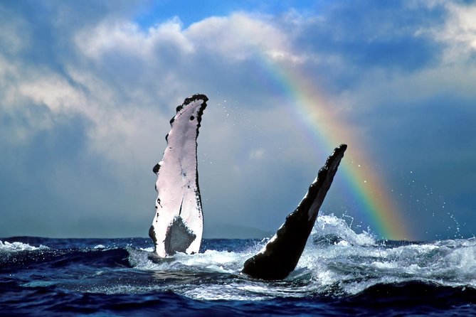 Oahu Whale-Watching Excursion - Meeting and Pickup