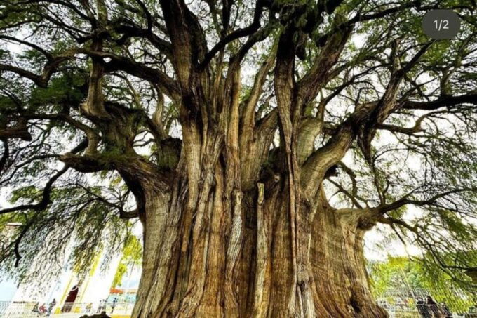 Oaxaca Hierve El Agua, Mitla, Teotitlán & Árbol Del Tule - Tour Itinerary