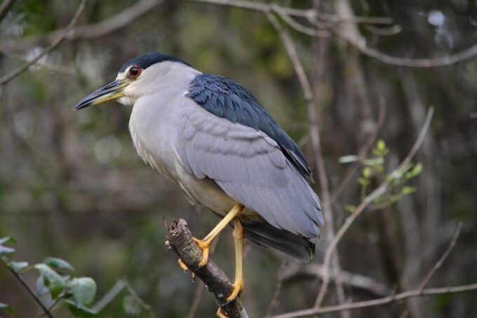 Ochopee: Half-Day Mangrove Tunnel Kayak Tour - Experience Highlights of the Tour