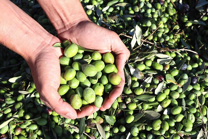 Oil Tourism With the 5 Senses - See the Olive Oil Production