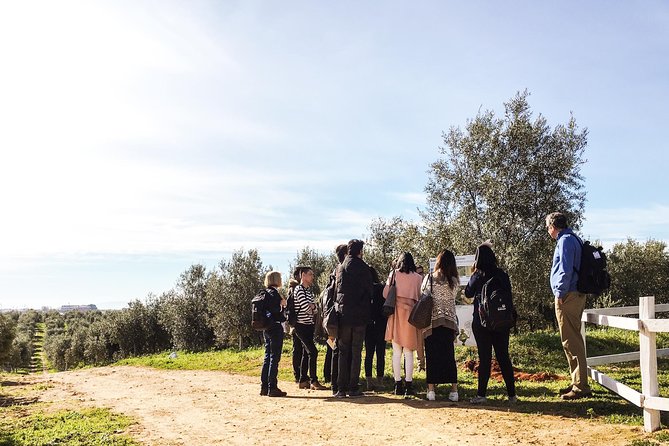 Oleotourism and Olive Oil Tasting in Seville - Private Tour - Last Words