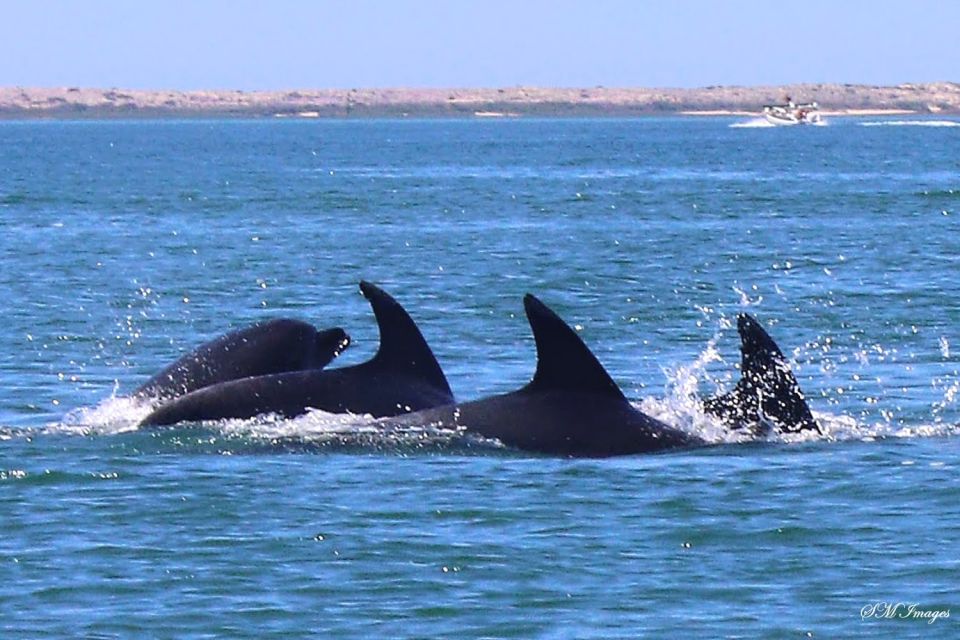Olhão: Dolphin and Wildlife Watching Boat Tour - Highlights