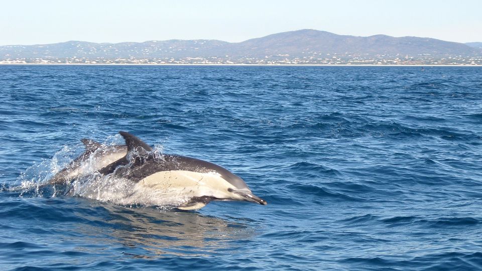 Olhão: Dolphin Observation - Inclusions