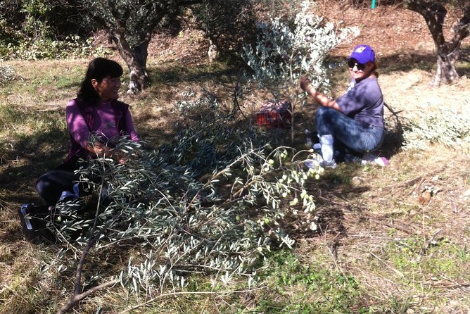 Olive Harvest in Provence - Inclusions and Amenities Provided