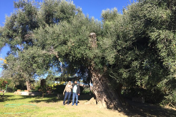 Olive Oil Private Full-Day Tour With Tasting in Valencia - Inclusions and Logistics