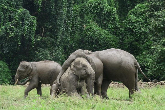 One Day Hiking and Elephant Experience by Chiang Mai Elephant Home - Preparation and Expectations for Participants