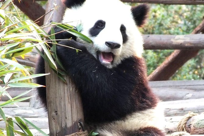 One-Day Private Panda Tour Of Chengdu - Cultural Experience