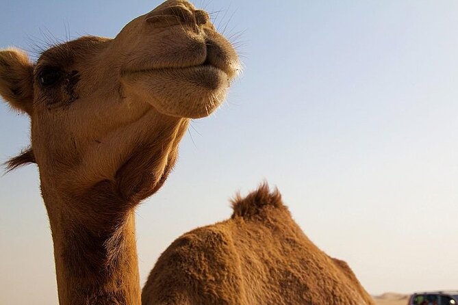 One Hump Camel Farm and Wine Tour - Booking and Cancellation Policies